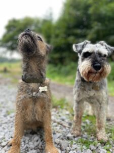 Dogs